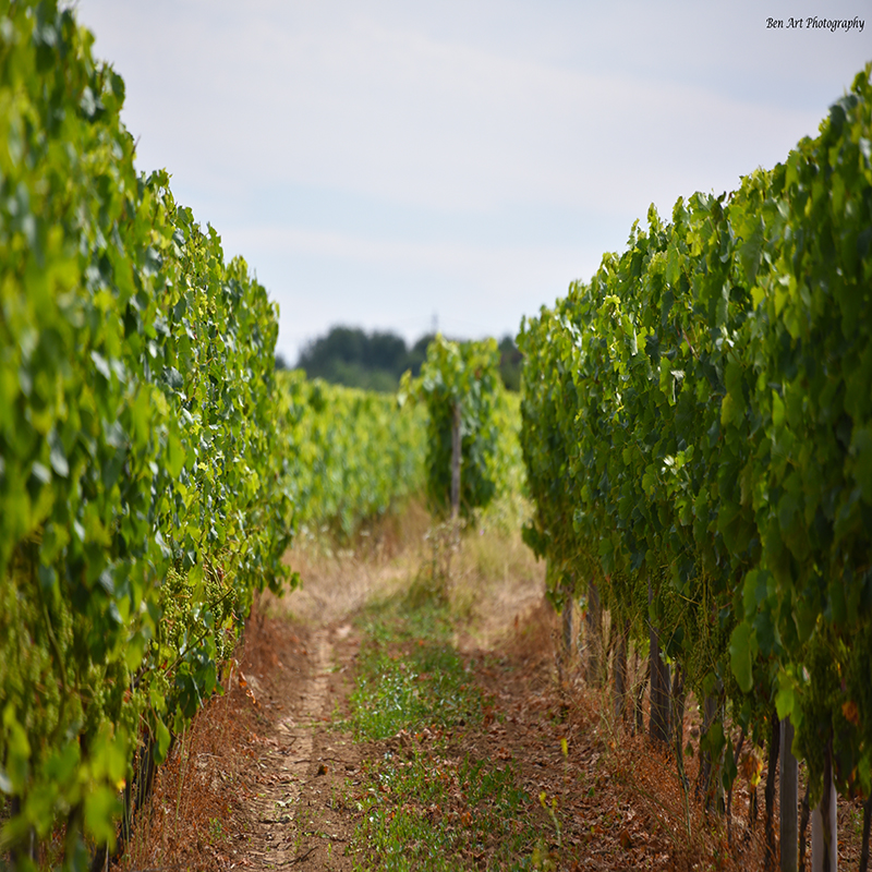 Vineyards